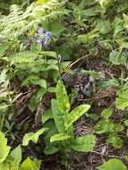 Plancia ëd Andersonglossum boreale (Fernald) J. I. Cohen