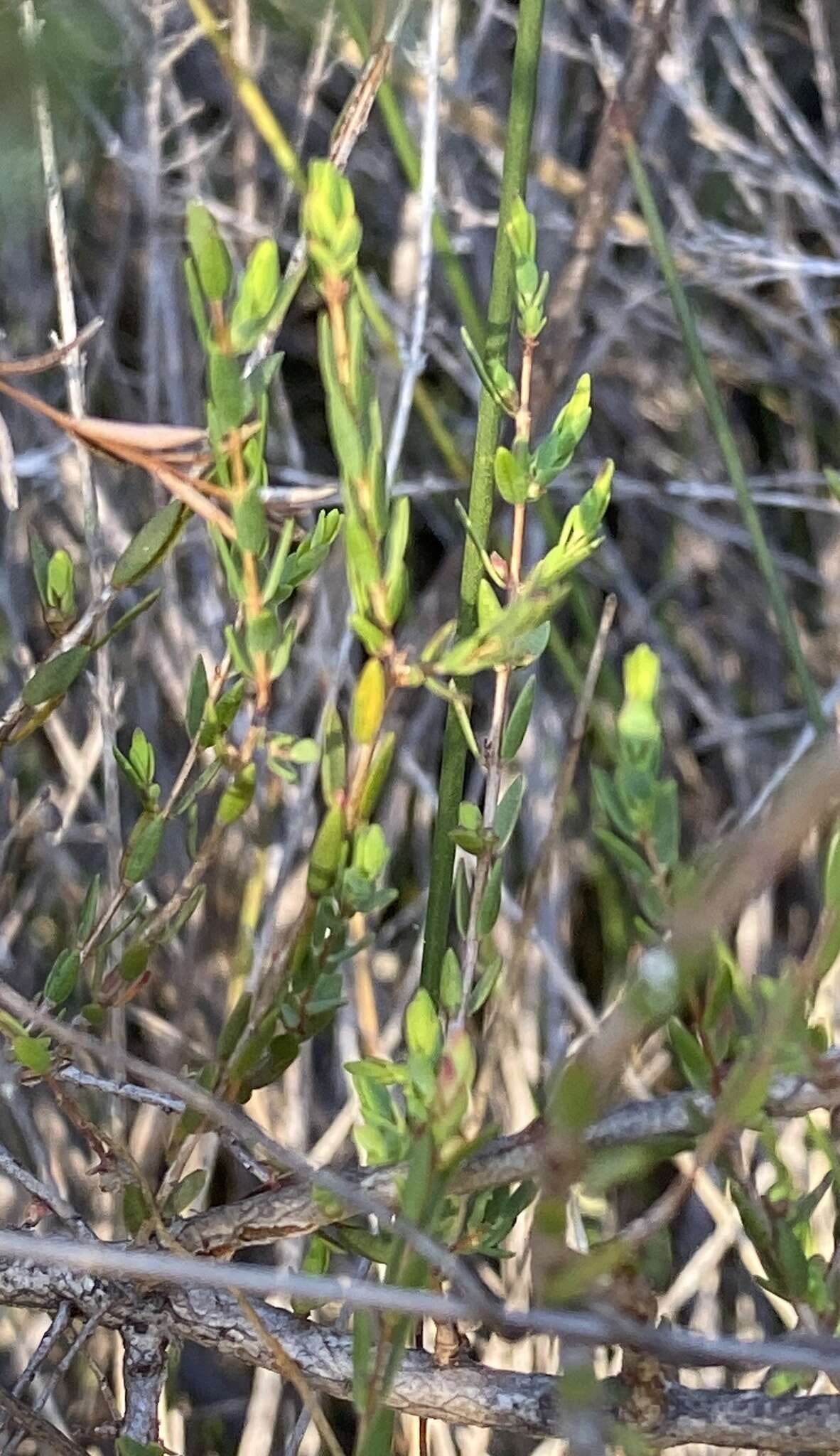 Image de Melaleuca hamulosa Turcz.