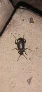 Sivun Calosoma (Caminara) olivieri Dejean 1831 kuva