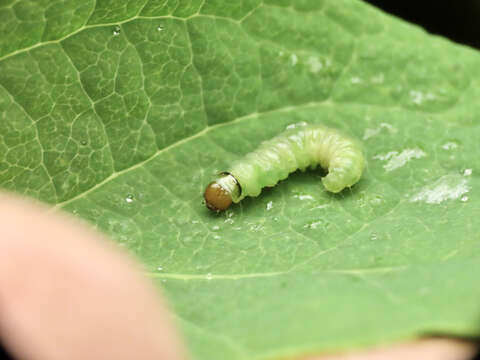 Image of Western Blackheaded Budworm