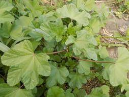 Image of cluster mallow