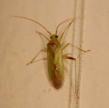 Image of green mirid