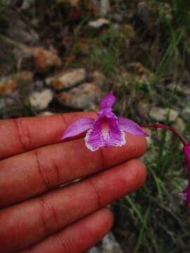 Bletia greenwoodiana Sosa resmi