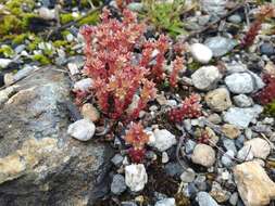 Слика од Sedum atratum L.