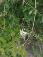 Image of fragrant clematis