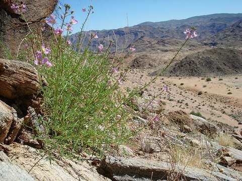 Image of <i>Cleome <i>oxyphylla</i></i> Burch. var. oxyphylla