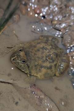 Image of Green Puddle Frog