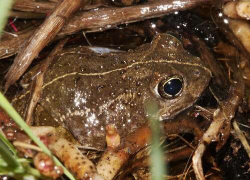 صورة Tomopterna delalandii (Tschudi 1838)