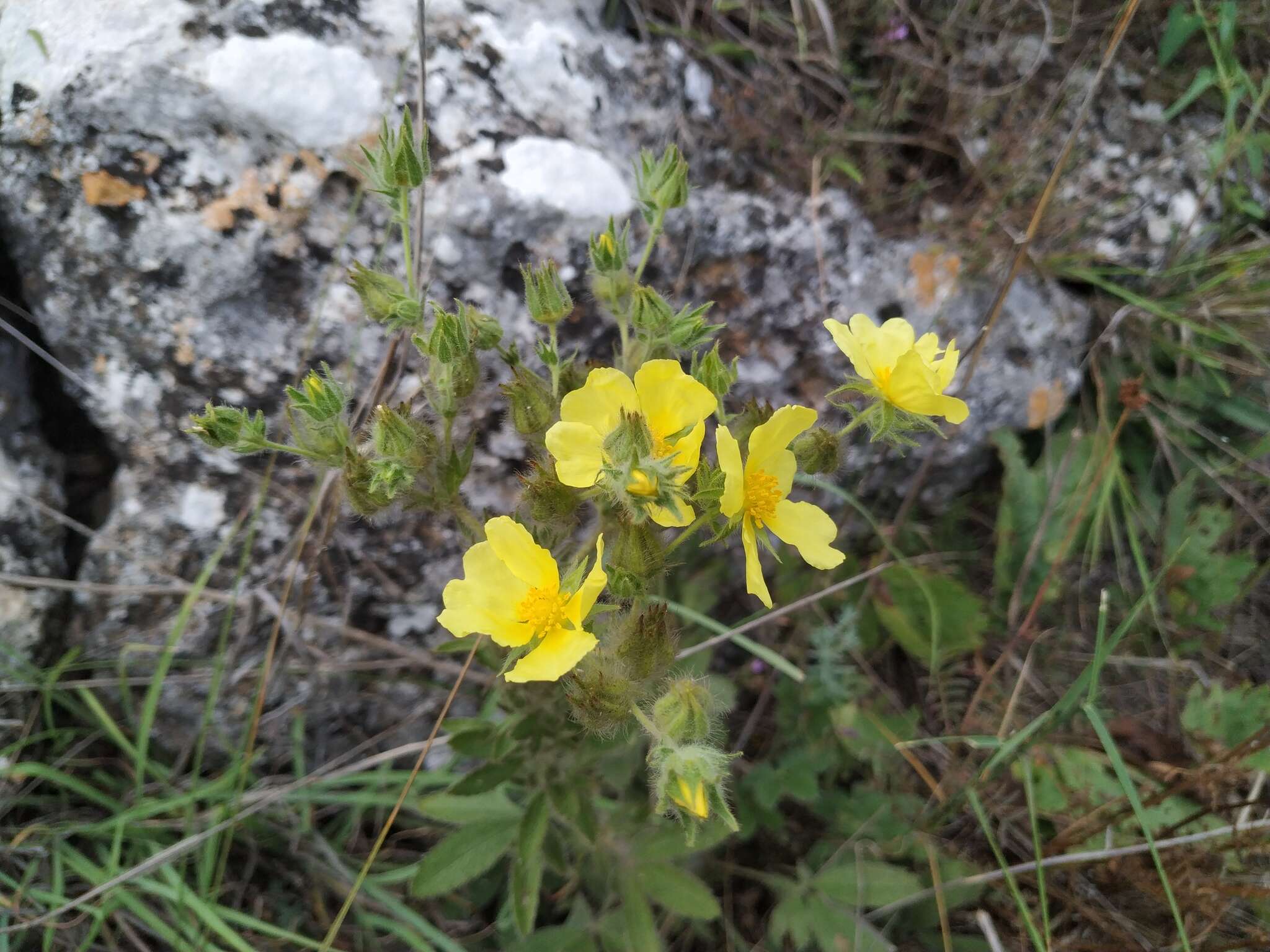 Image of Potentilla astracanica subsp. callieri (Th. Wolf) J. Soják