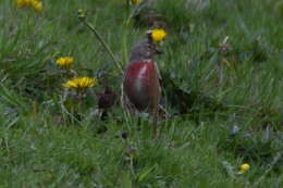 Image of Linnets