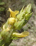 Image of Yellow Paintflower