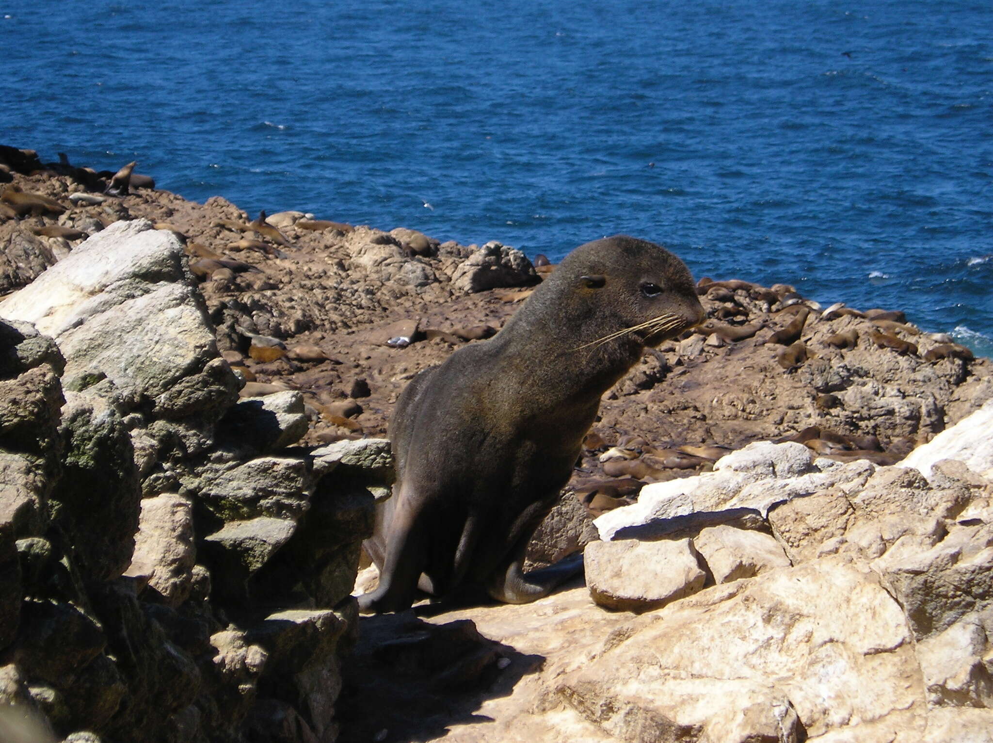 Image of fur seal