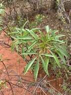 Image of Jatropha spicata Pax