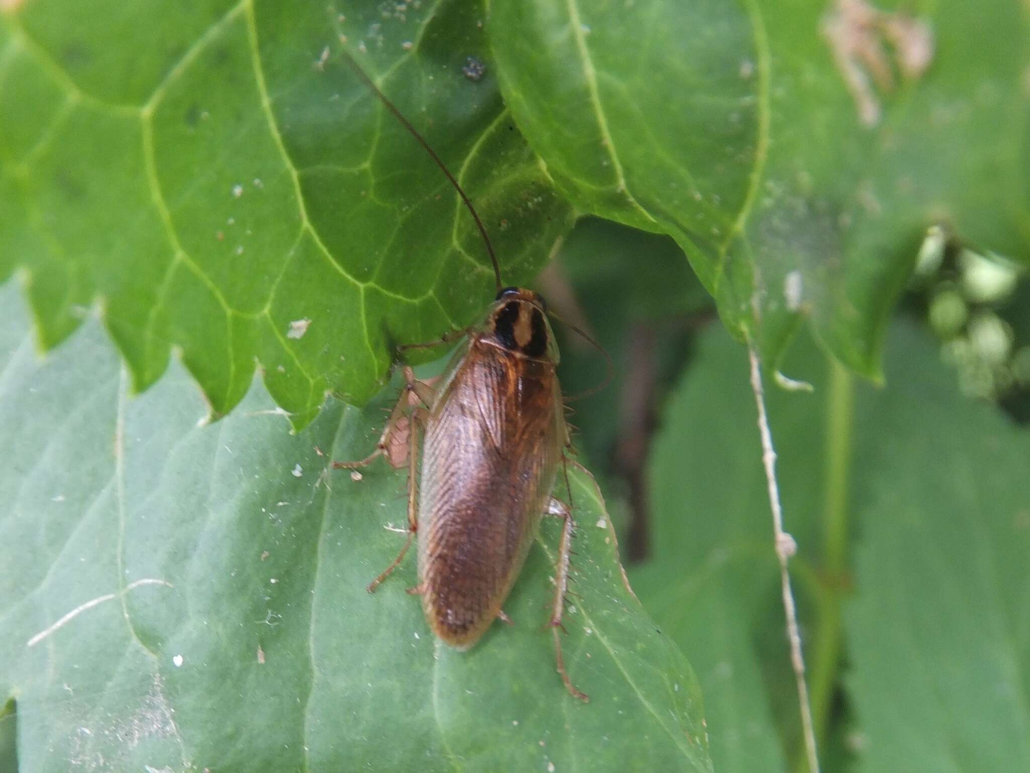 Image of Blattella nipponica Asahina 1963