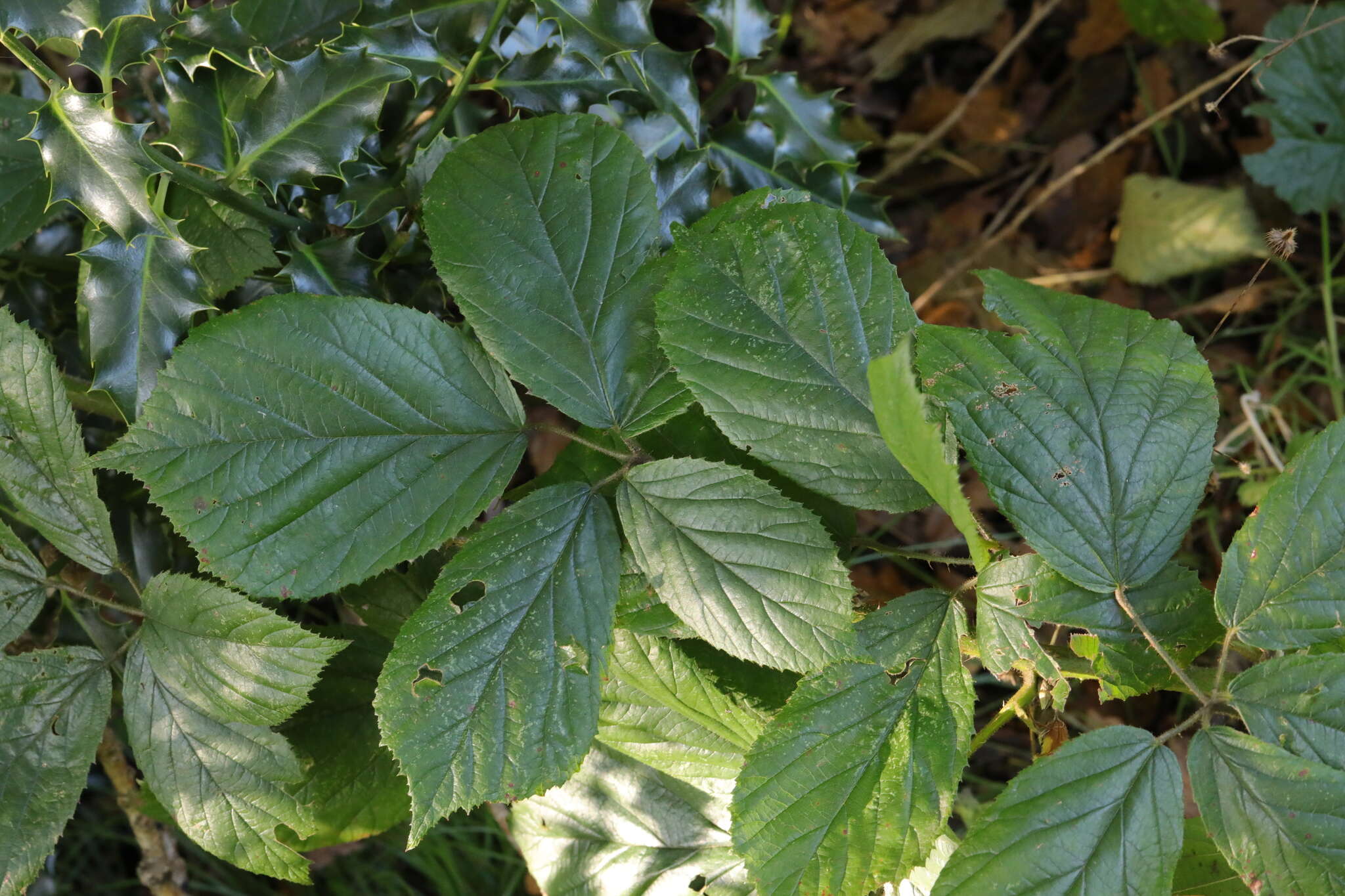 Image of Rubus dasyphyllus (Rogers) Rogers