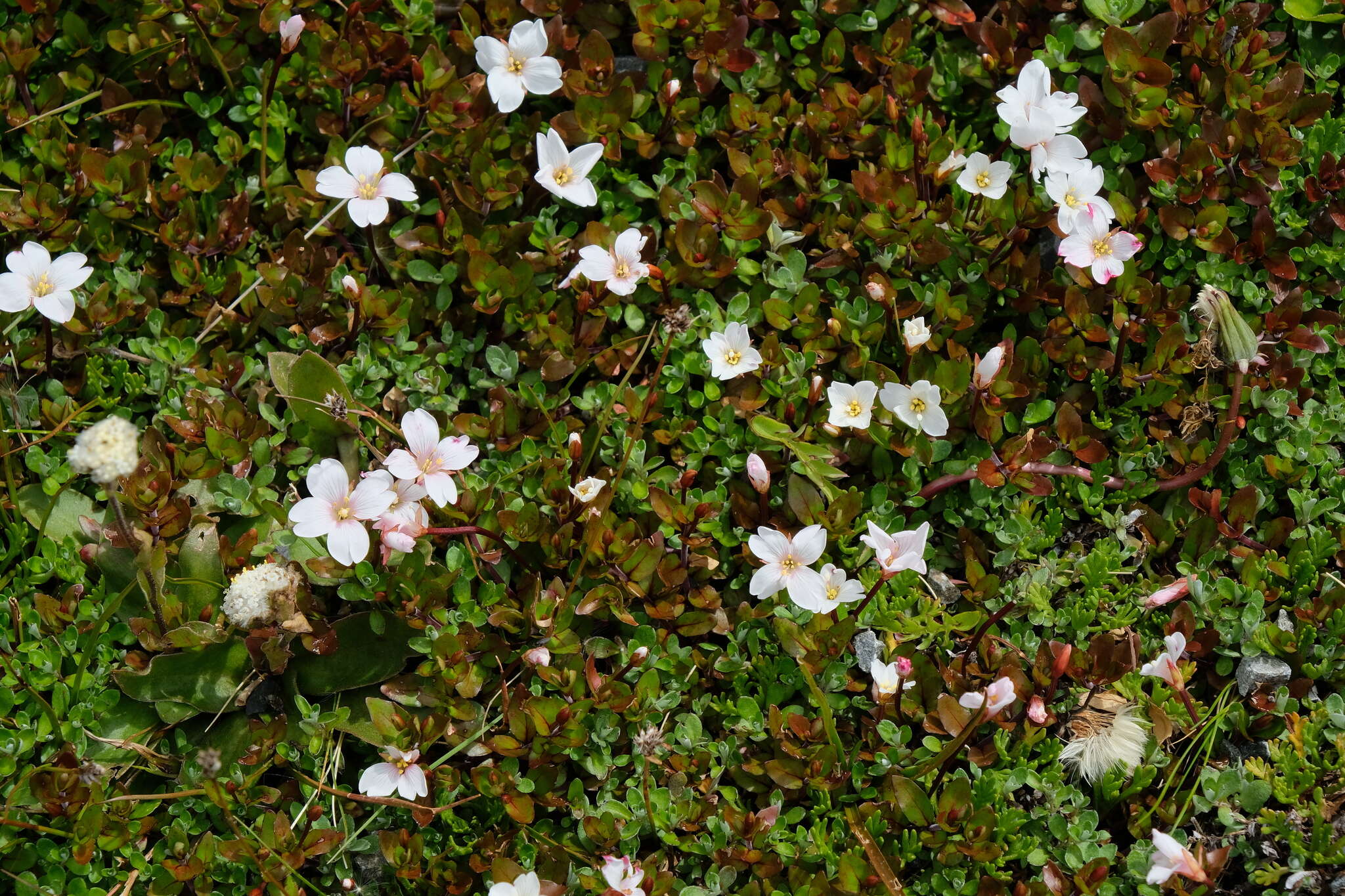 Image of Epilobium macropus Hook.