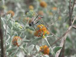 Image of Ammophila procera Dahlbom 1843