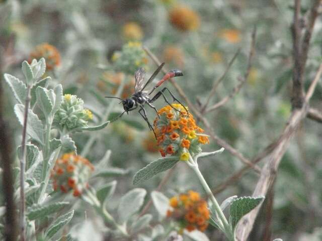 Image de Ammophila procera Dahlbom 1843