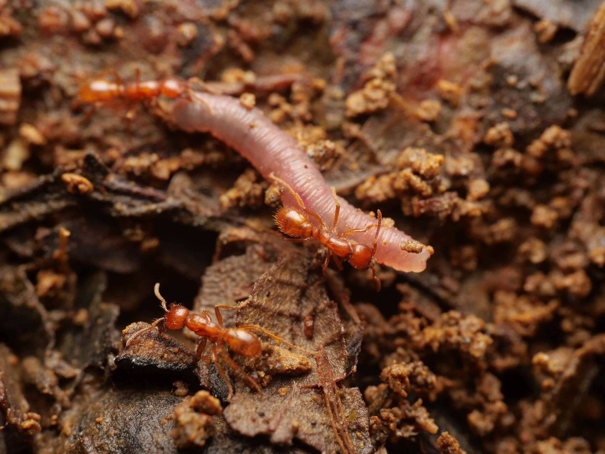 Image de Cheliomyrmex andicola Emery 1894