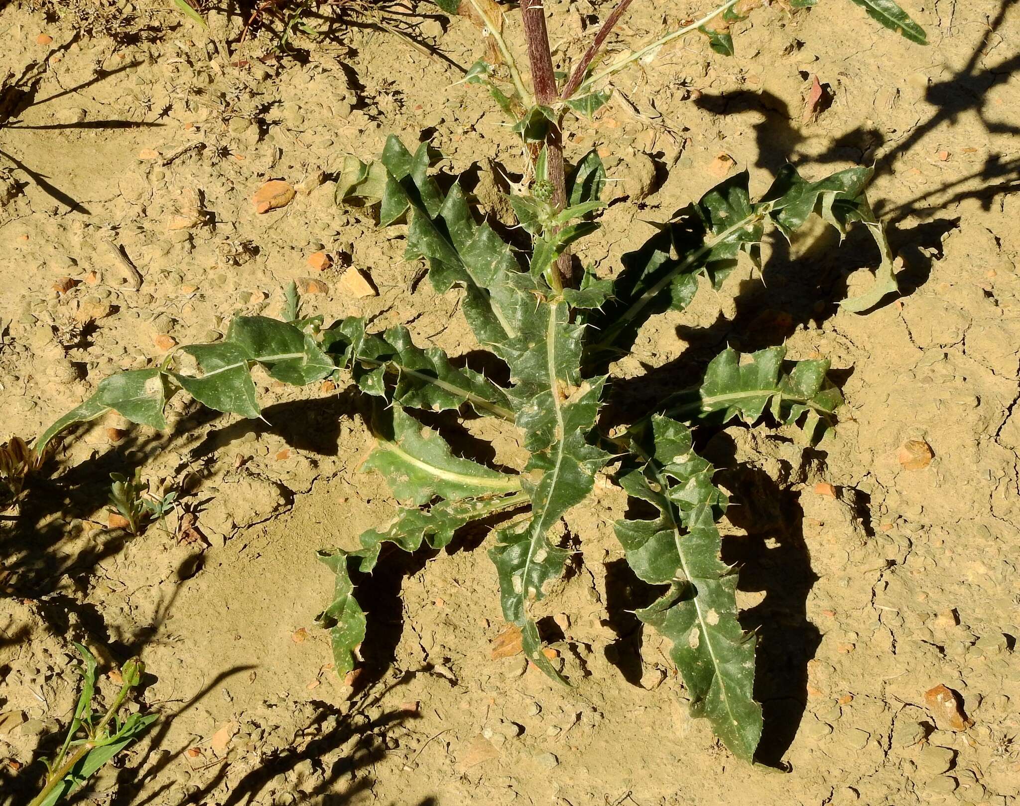 صورة Cirsium tracyi (Rydb.) Petr.