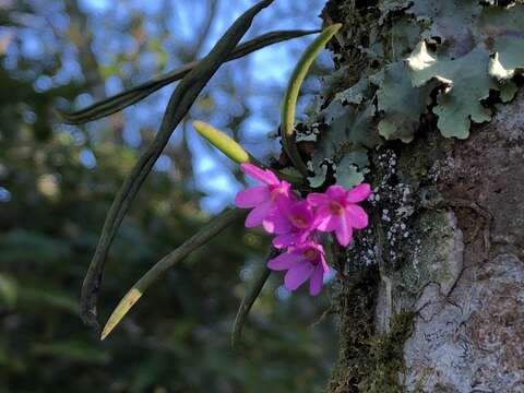 Image de Holcoglossum pumilum (Hayata) L. J. Chen, X. J. Xiao & G. Q. Zhang