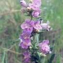 صورة Penstemon eriantherus var. redactus Pennell & D. D. Keck