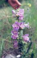 Image of longsac penstemon