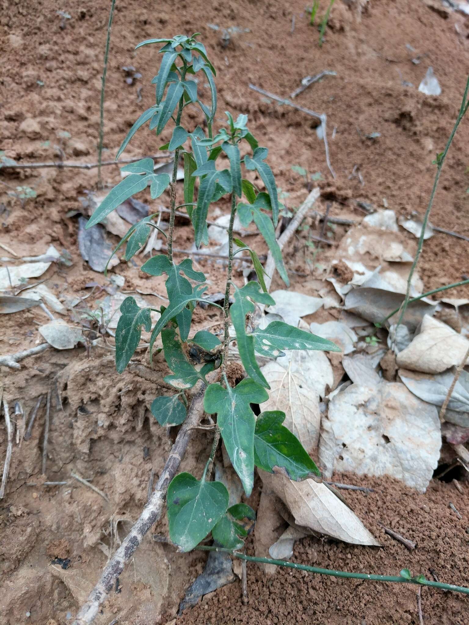 Image of Texas nightshade