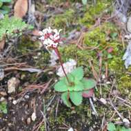 Plancia ëd Micranthes eriophora (S. Wats.) Small