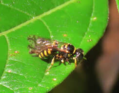 Image of Crossocerus nitidiventris (W. Fox 1892)