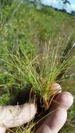 Eleocharis baldwinii (Torr.) Chapm.的圖片