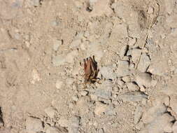 Image of Cascade Timberline Grasshopper