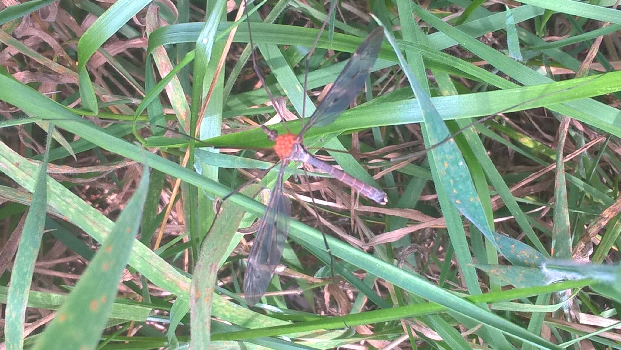 Tipula (Acutipula) fulvipennis De Geer 1776 resmi