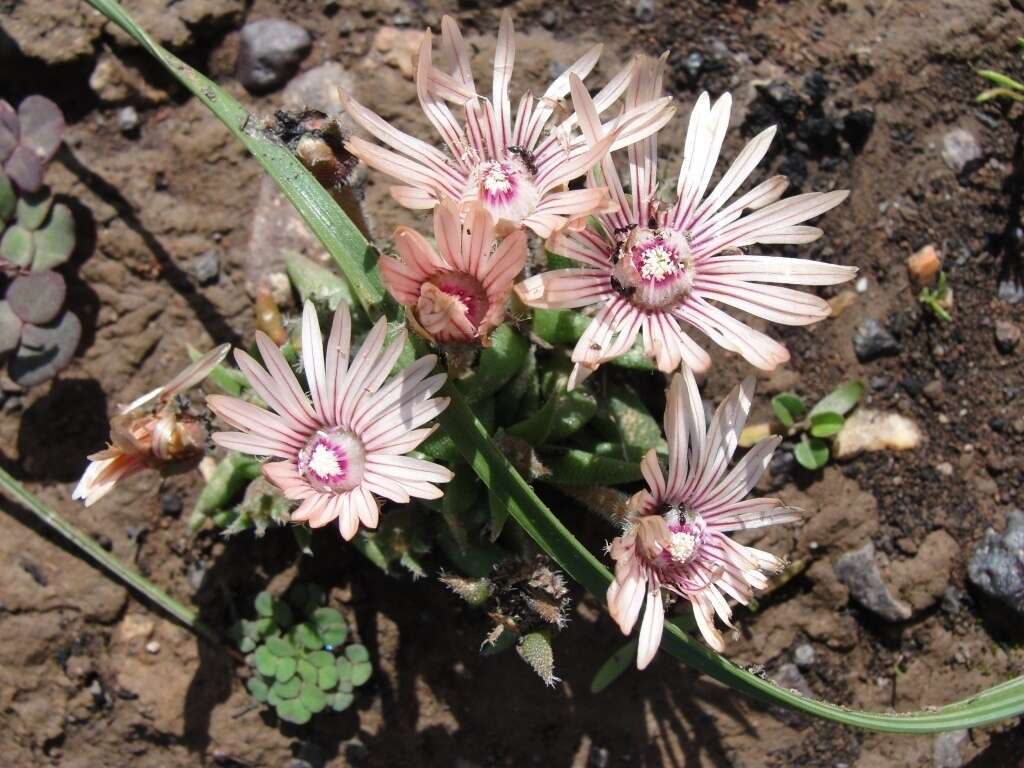 Image of Trichodiadema occidentale L. Bol.