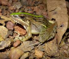 Image of Mascarene Grass Frog