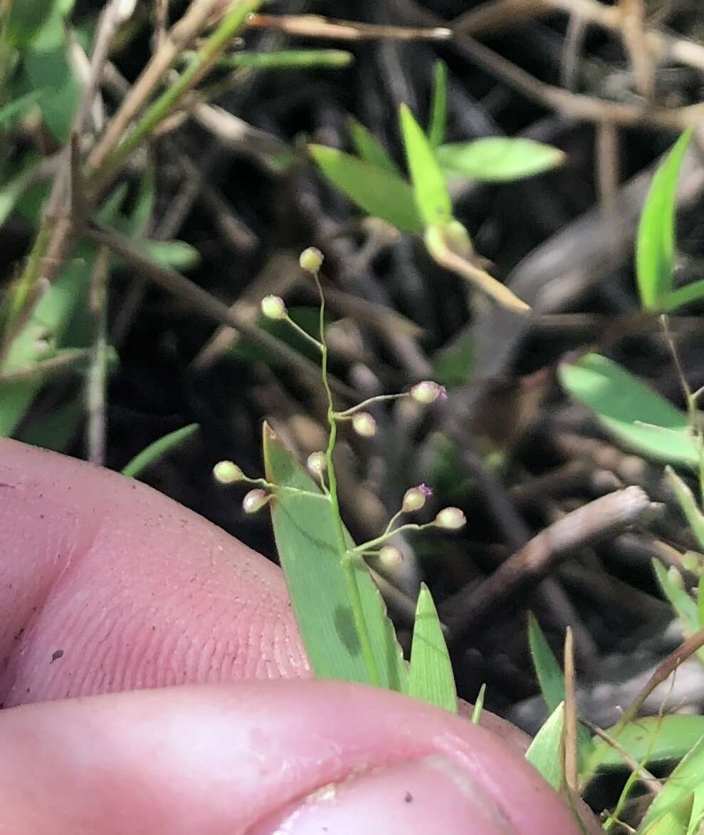 Panicum leucothrix Nash的圖片