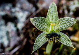 Image of Bipinnula penicillata (Rchb. fil.) Cisternas & Salazar