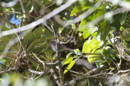 Turdus plebejus Cabanis 1861的圖片