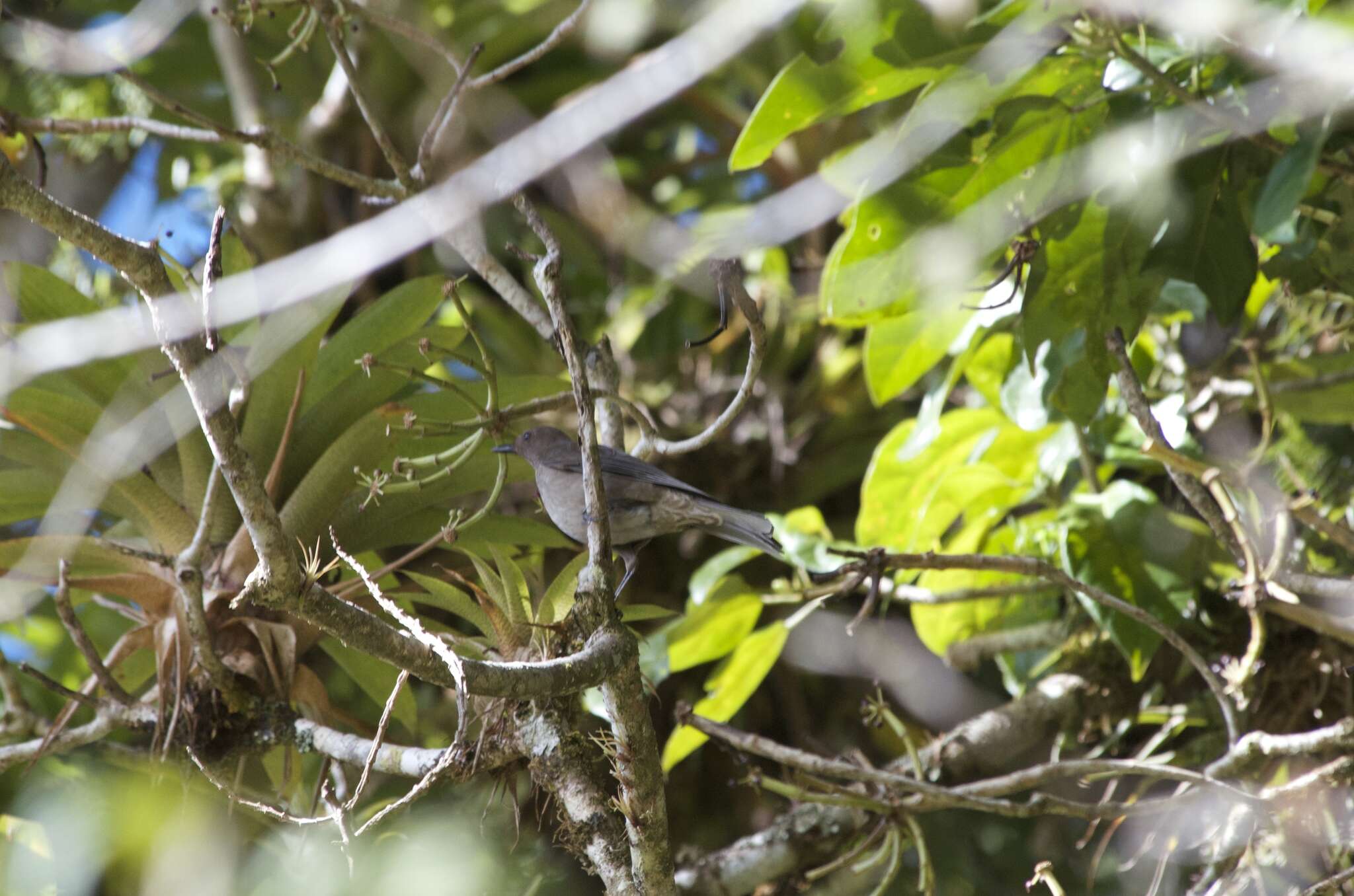 Image of American Mountain Thrush