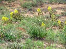 صورة Bulbine abyssinica A. Rich.