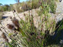 Sivun Restio capensis (L.) H. P. Linder & C. R. Hardy kuva