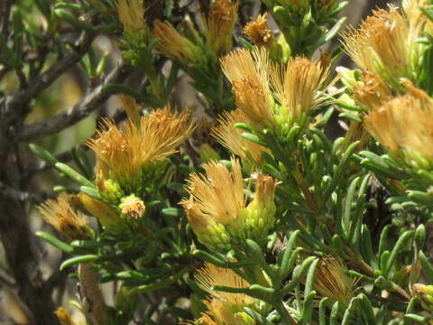 Image de Pteronia tricephala DC.