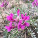 Image of Bessey's locoweed