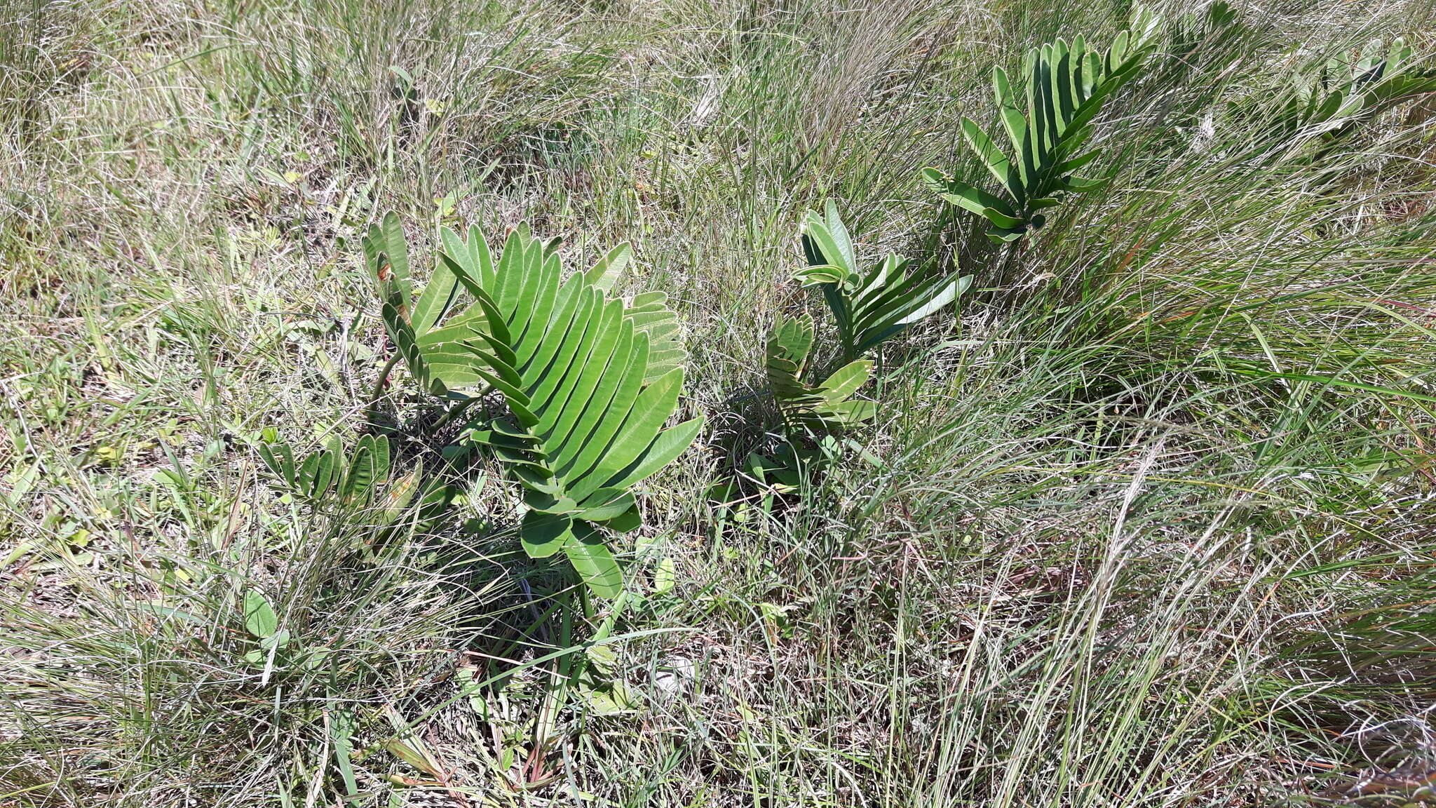 Image of Stangeria