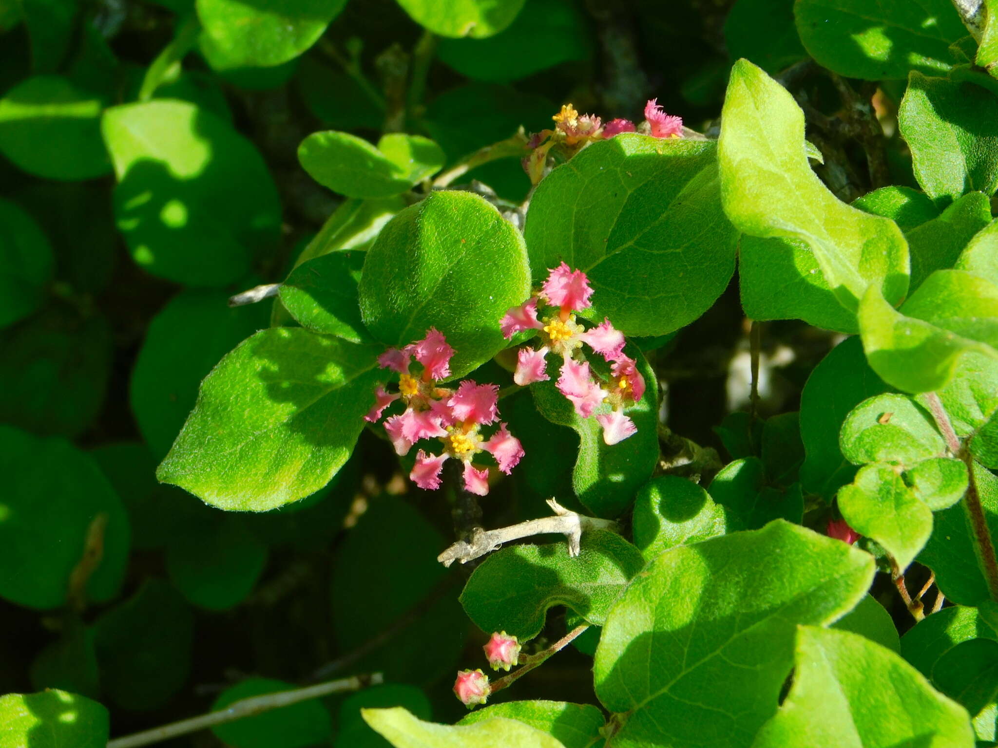 Imagem de Malpighia diversifolia T. S. Brandeg.