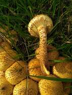 Imagem de Pholiota kodiakensis A. H. Sm. & Hesler 1968