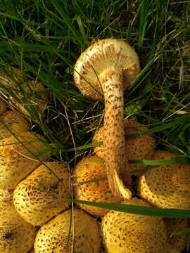 Image de Pholiota kodiakensis A. H. Sm. & Hesler 1968