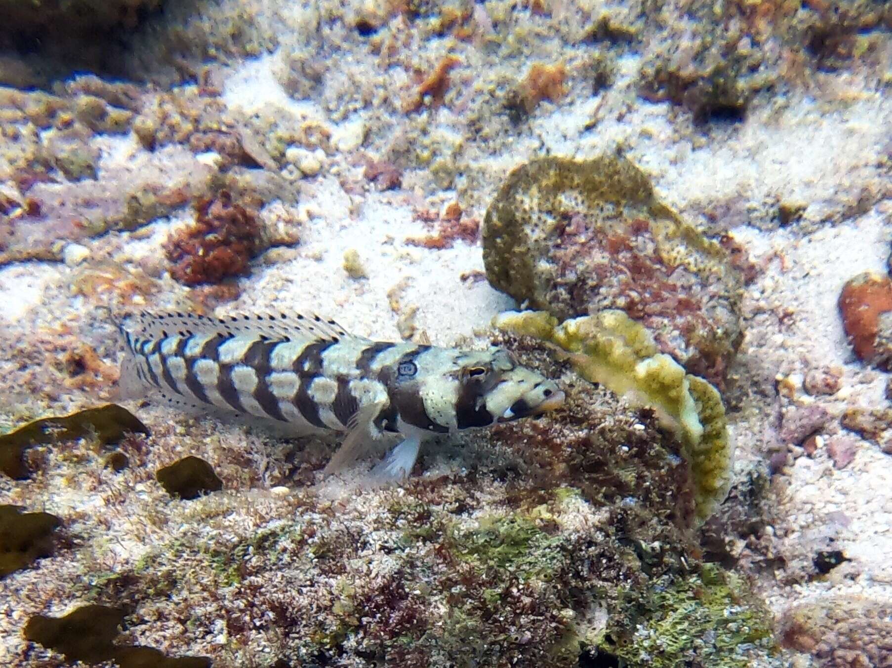 Image of Reticulated sandperch