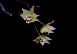 Imagem de Dendrobium catenatum Lindl.