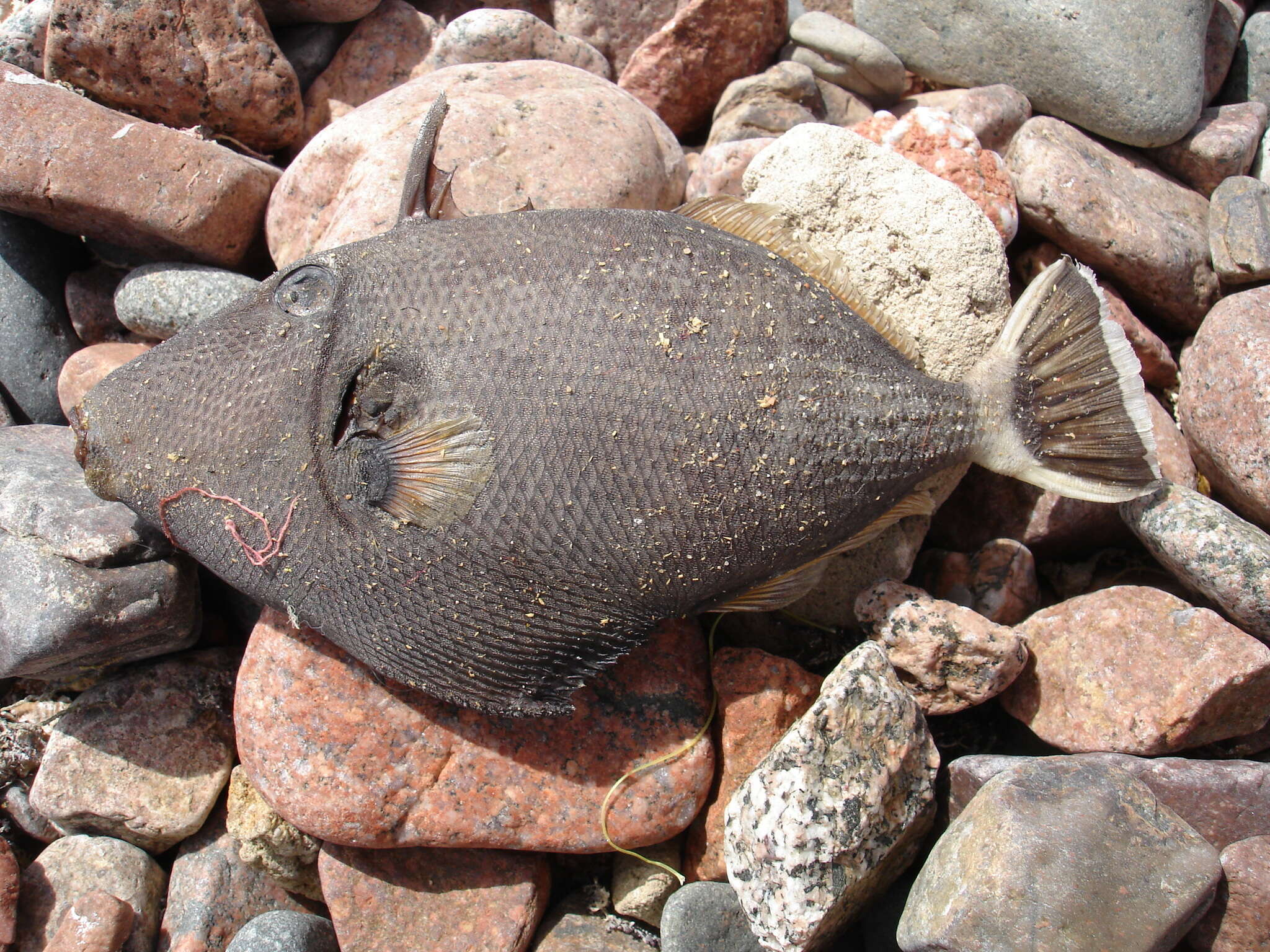 Image of Bluethroat triggerfish